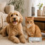 Nice Care Desinfectante Textil para perros y gatos, , large indicador imagen numero 2