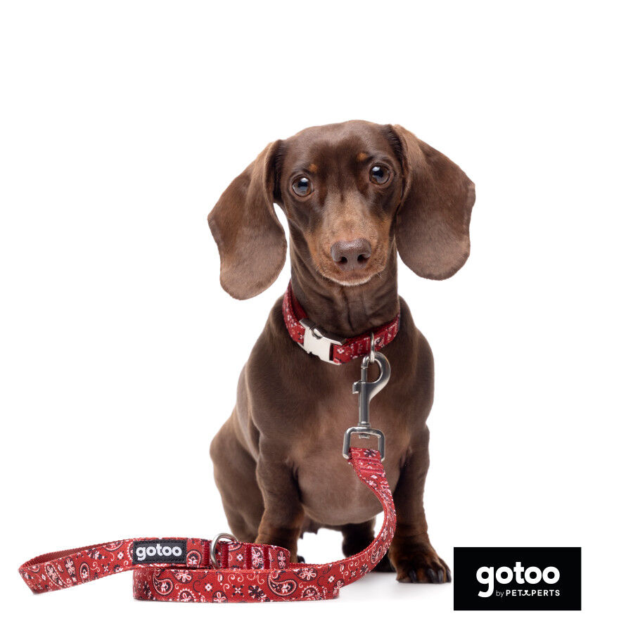 Gotoo Correa estampada cachemira rojo para perro, , large Imagen numero 5