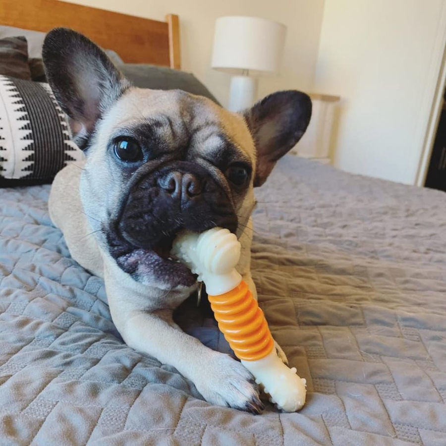 Nylabone Hueso Mordedor Dental Sabor a Bacon para perros thumbnail