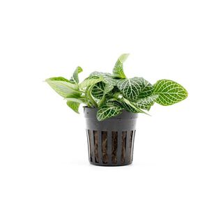 Tropica Iberia Planta Fittonia White Star