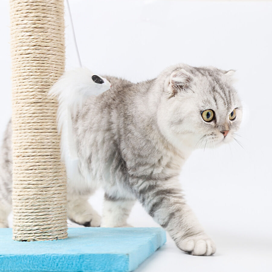 Nobleza &ndash; Poste rascador para Gatos de sisal con Juguete, , large Imagen numero 2