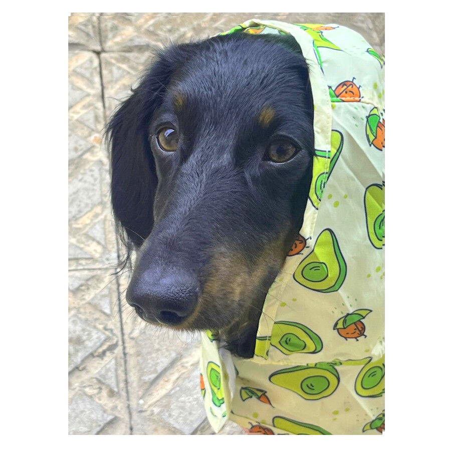 Dukier Avocado Chubasquero para perros, , large Imagen numero 3