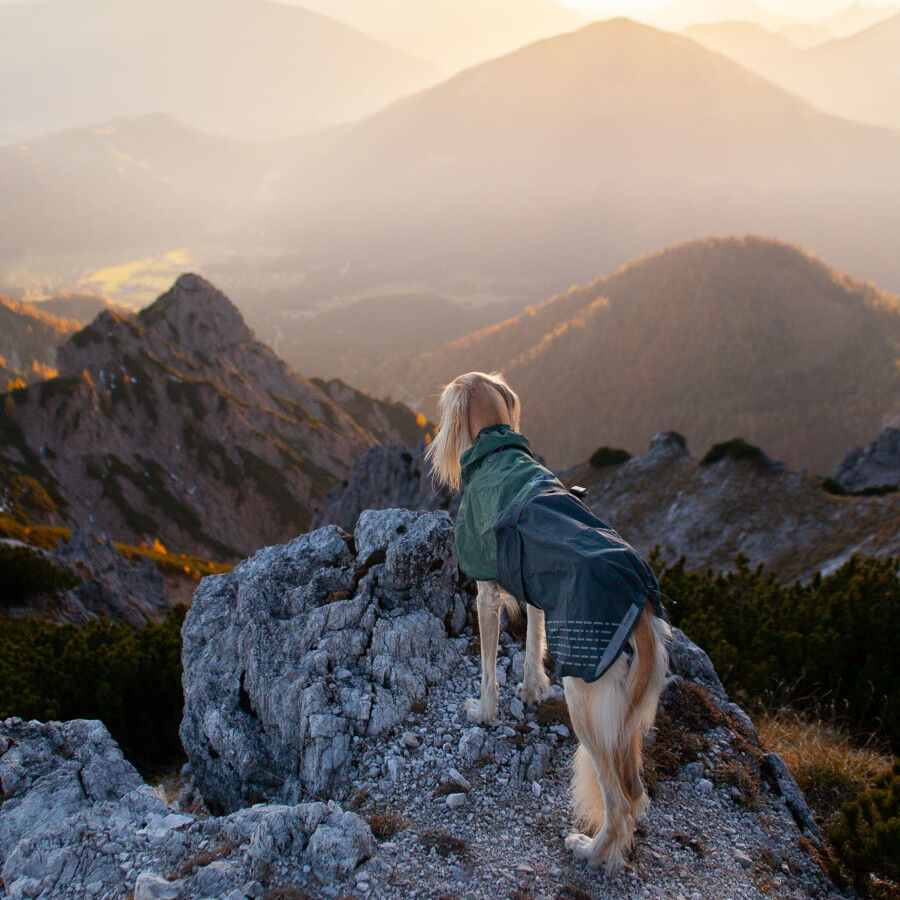 Non-stop dogwear Fjord Chubasquero Impermeable Negro y Verde para perros, , large Imagen numero 7