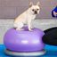 Pelota de equilibrio para mascotas color Azul, , large indicador imagen numero 2