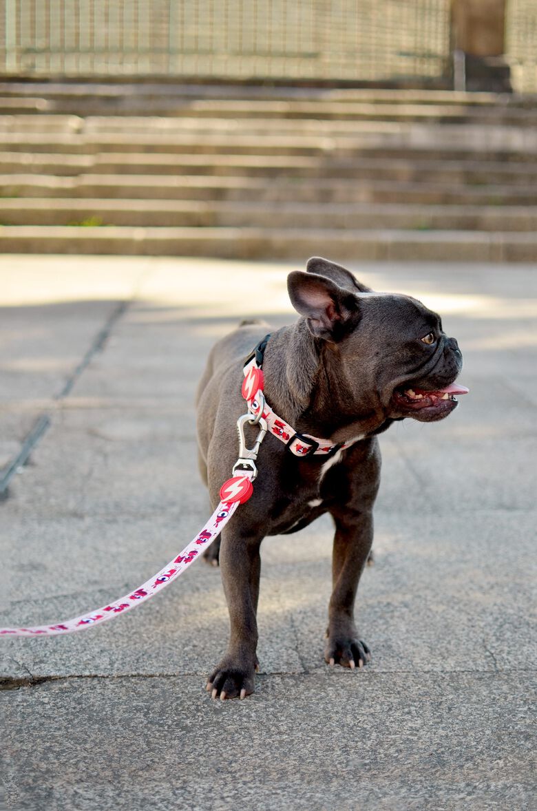 Correa de poliéster Tribes para perros color Varios thumbnail