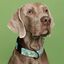 Baona collar kamilo multicolor para perros, , large indicador imagen numero 2