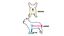 SILLA DE RUEDAS PARA PERROS TALLA MEDIANA, , large indicador imagen numero 9