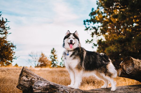 Placa identificativa Acero Inoxidable Esmalte Rayo Azul para perros, , large Imagen numero 2