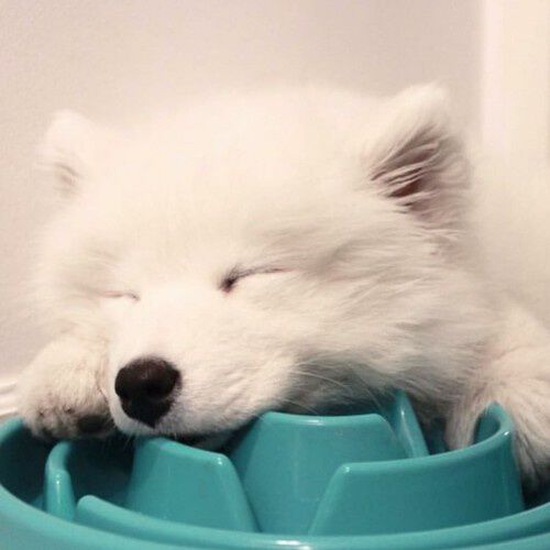 Outward Hound Slo Bowl Mini Comedero Verde para perros, , large Imagen numero 4