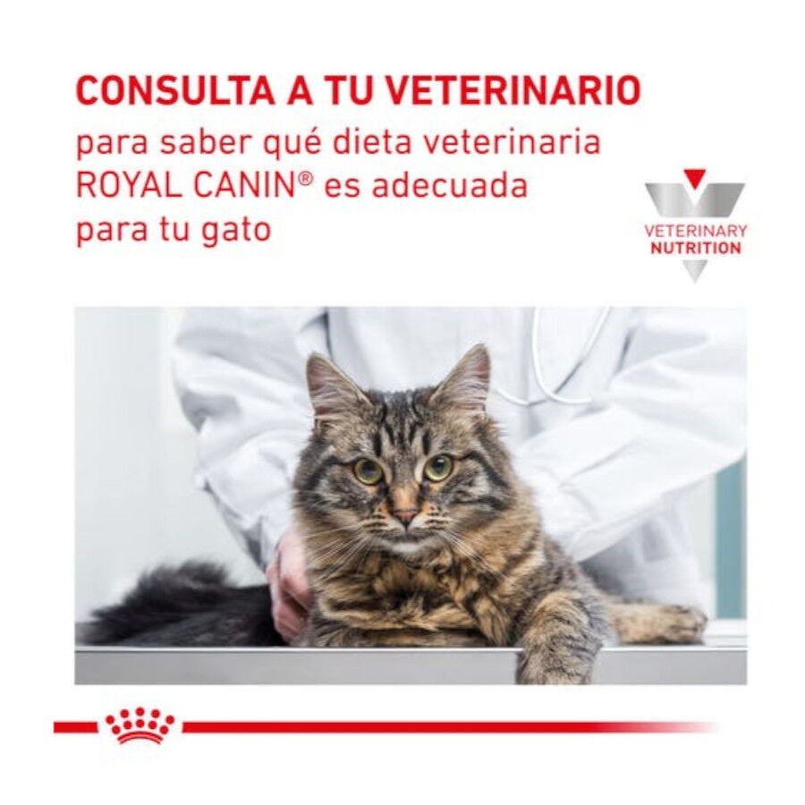 Royal Canin Veterinary Early Renal pienso para gatos thumbnail