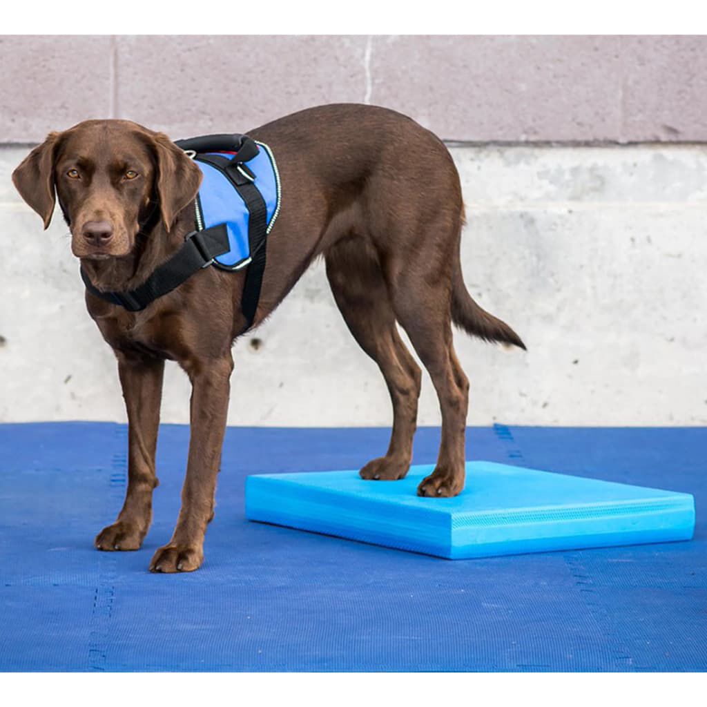 FitPAWS Colchoneta de equilibrio para mascotas azul 38x46x5 cm, , large Imagen numero 2