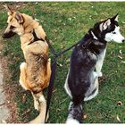 Edipets correa doble antitirones mango acolchado para perros, , large image number null