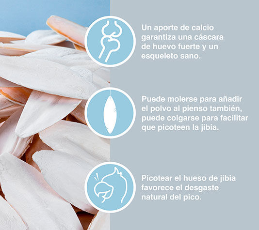 Hueso de Sepia para P&aacute;jaros y Tortugas | PicoSepia 200 gr | Jibia para Periquitos, Canarios y Otros Animales | Aporta Calcio, , large Imagen numero 2