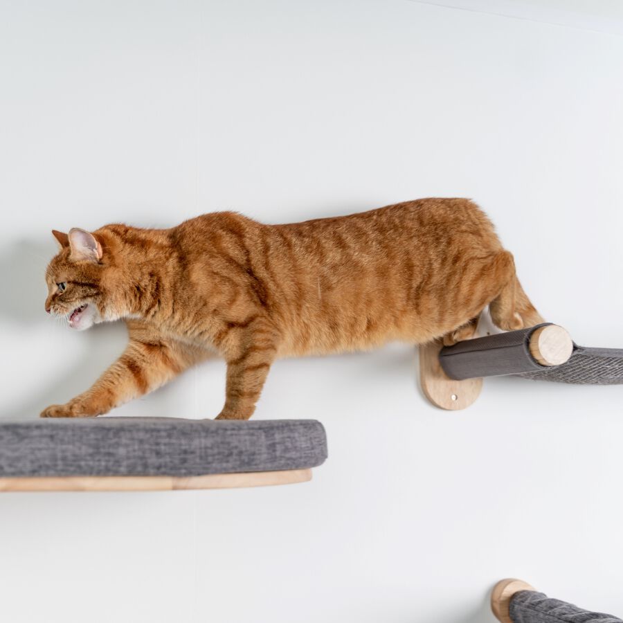 Muro Escalada Para Gatos - Puente, , large Imagen numero 2