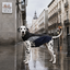 Gotoo Impermeable Reflectante Gris Azulado para perros, , large indicador imagen numero 1