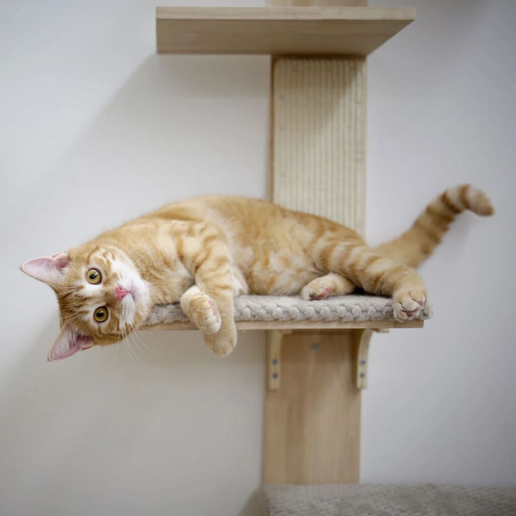 Rascador Para Gatos, , large Imagen numero 3