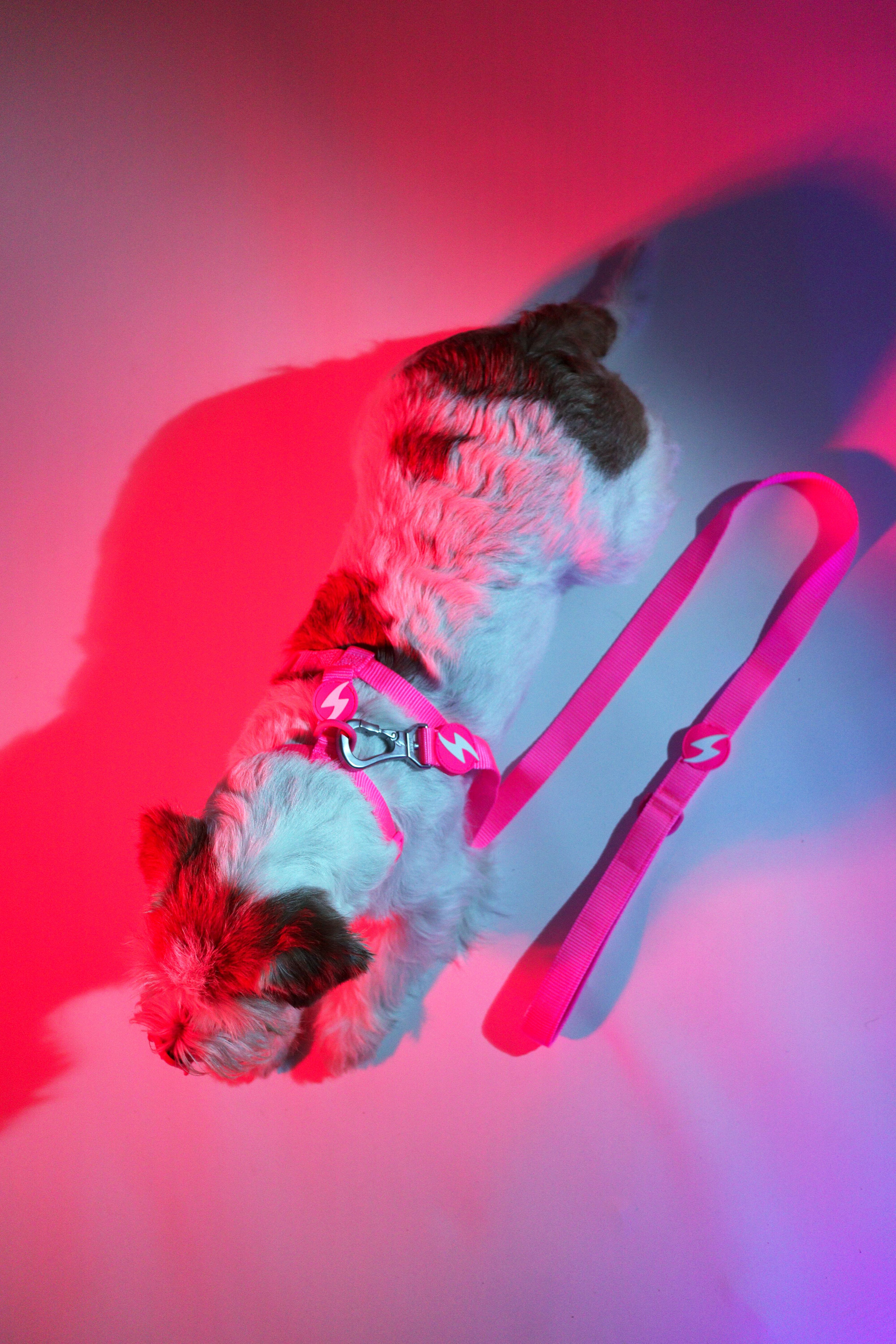 Correa Neon Rosa, , large Imagen numero 2