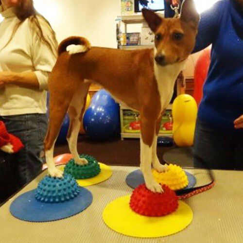 Accesorio de equilibrio de patas para perros, , large Imagen numero 4