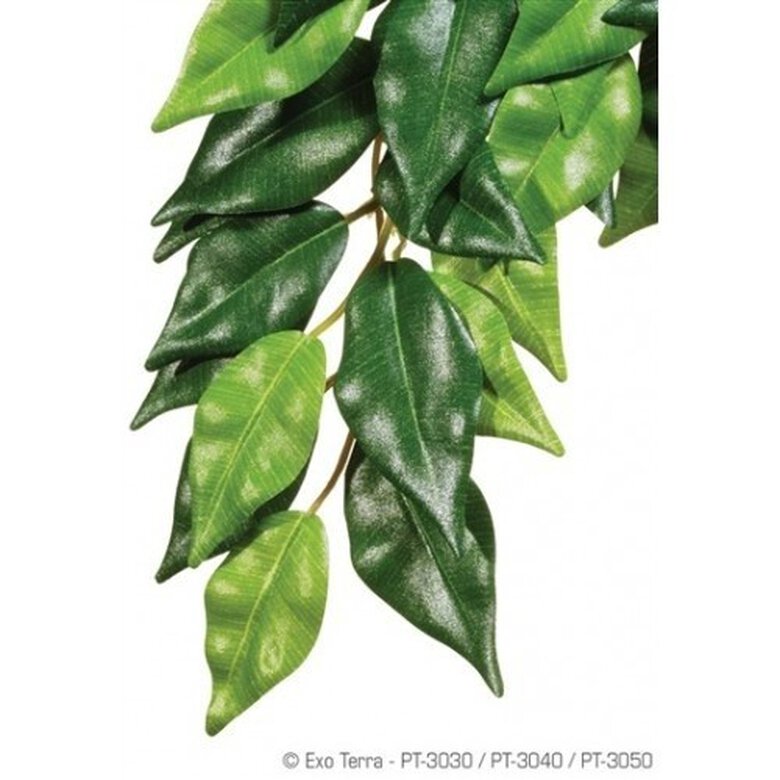 Planta de seda Ficus para reptiles, , large image number null