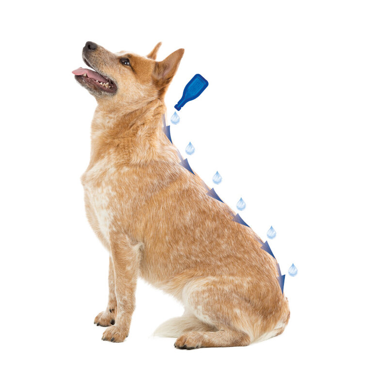 Beaphar Caniguard Duo Pipetas Antiparasitarias para perros grandes, , large image number null