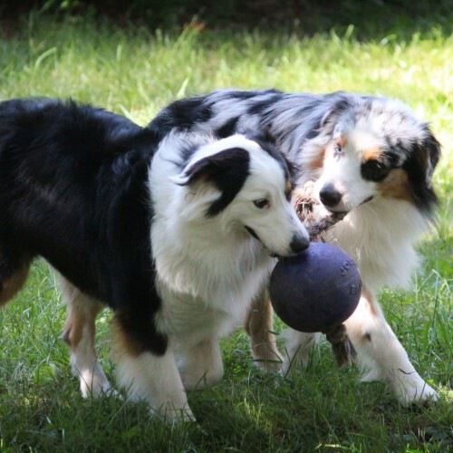 Pelota con cuerda para perros color Azul, , large Imagen numero 9