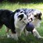 Pelota con cuerda para perros color Azul, , large indicador imagen numero 9
