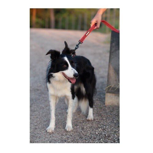 APEX DOG GEAR correa de nylon con doble asa roja para perros, , large Imagen numero 4