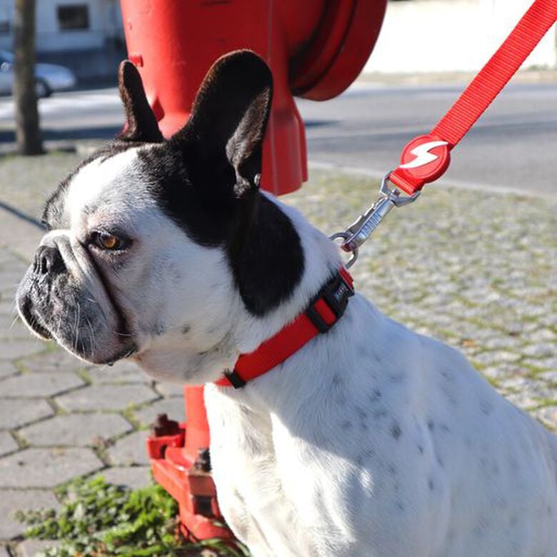 Correa de nylon para perros color Rojo thumbnail