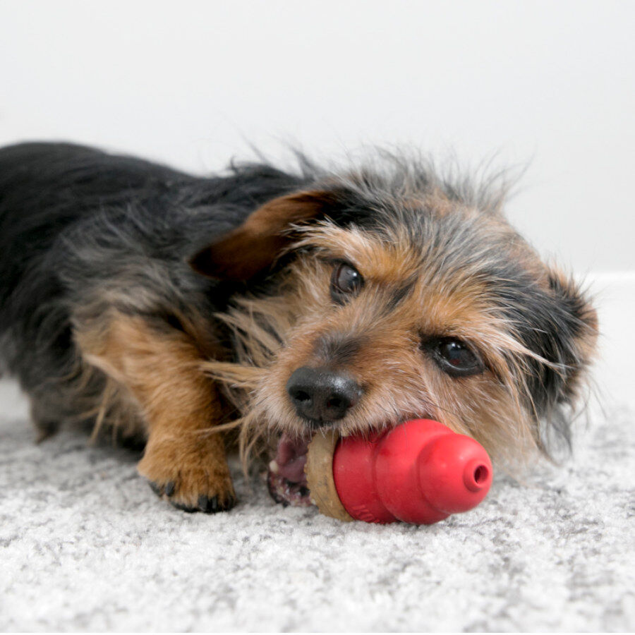 M Kong Marathon sabor a pollo para perros, , large Imagen numero 3