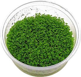 Tropica Iberia Planta Hemianthus Callitrichoides 'Cuba'