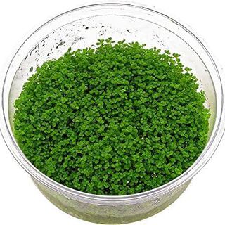 Tropica Iberia Planta Hemianthus Callitrichoides 'Cuba'