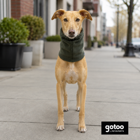 Gotoo Bufanda Polar Verde para perros