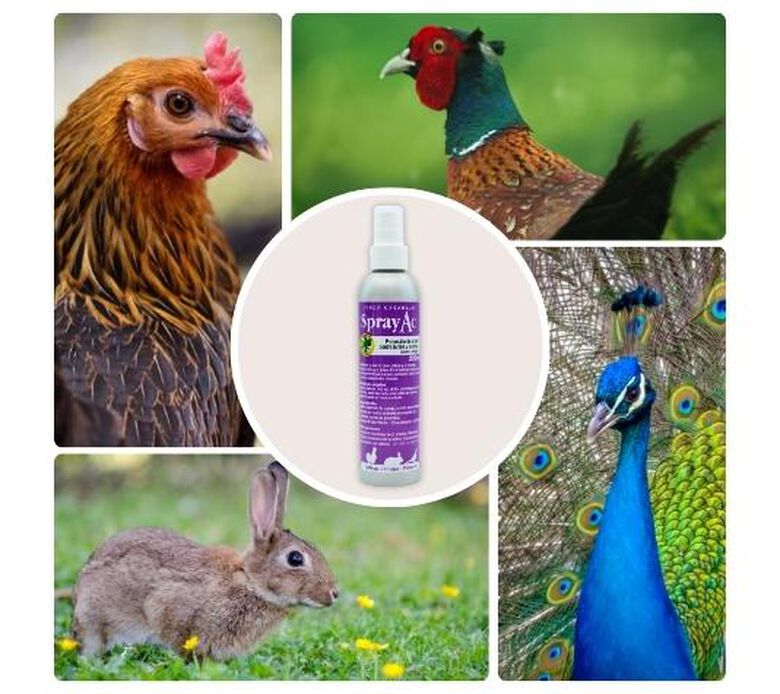 Finca casarejo sprayac combate la tiña y sarna en conejos y gallinas thumbnail