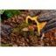 Cueva húmeda Wet Log para reptiles, , large indicador imagen numero 2