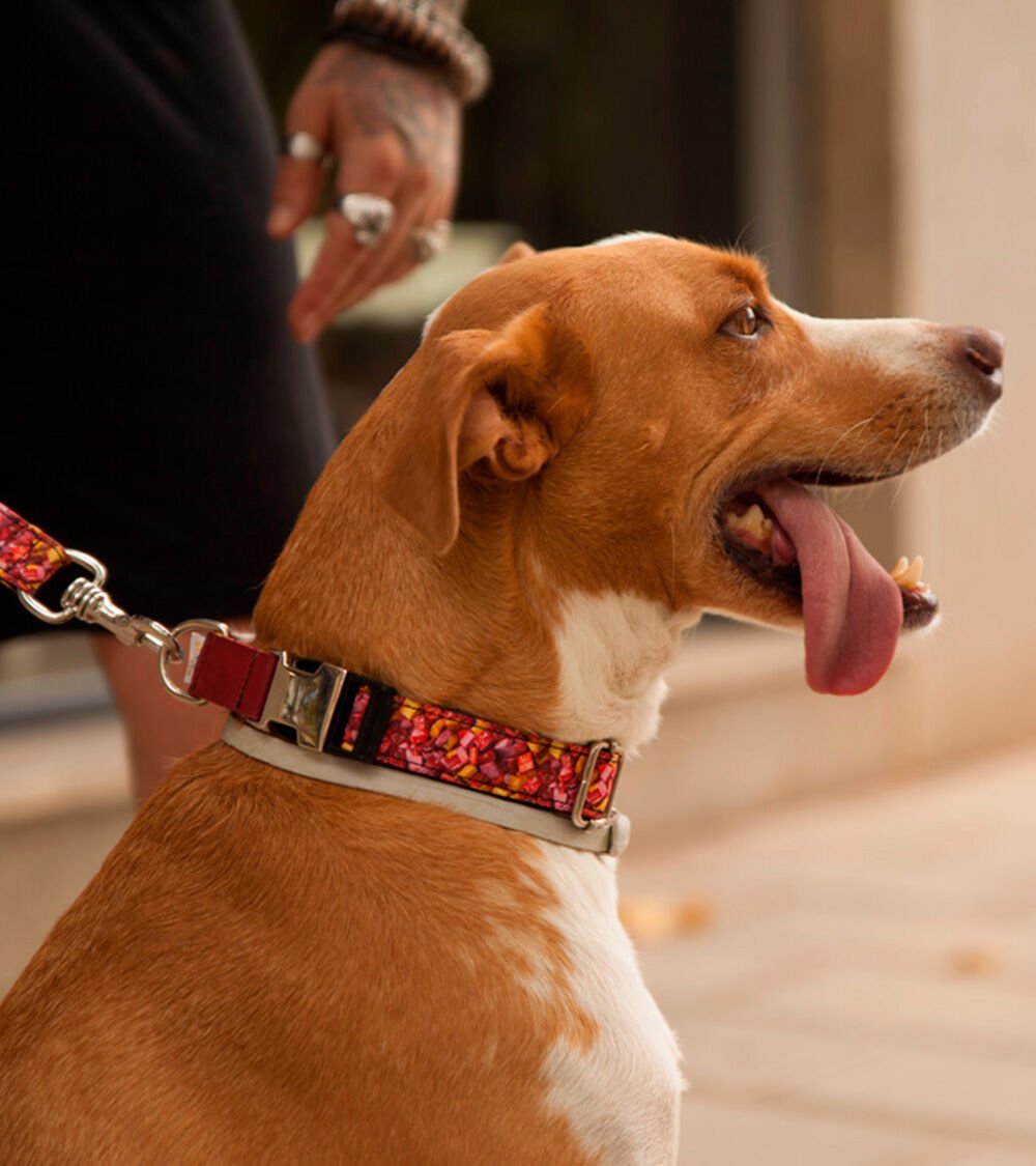 Collar Pamppy Funny caramelos para perros color Multicolor, , large Imagen numero 3