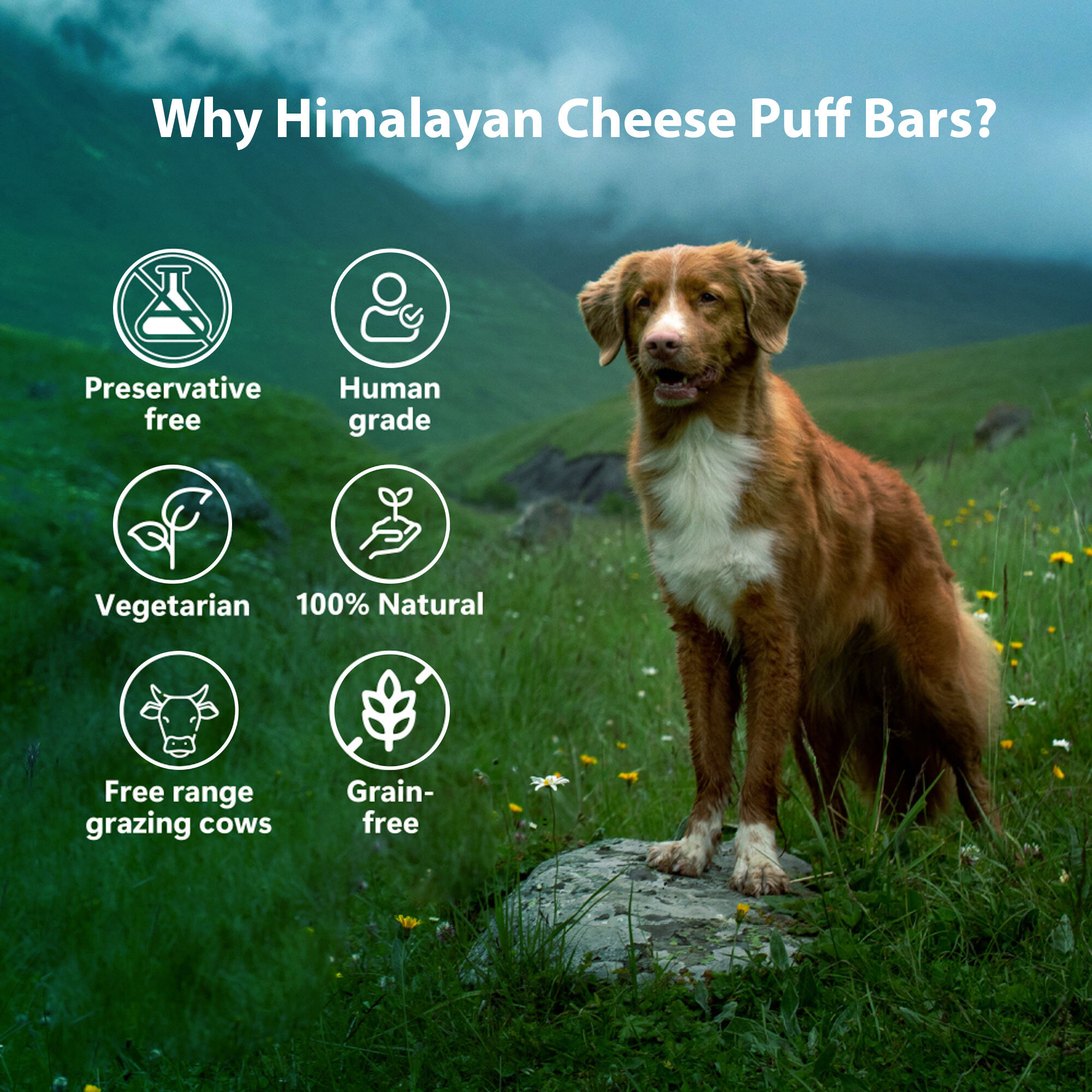 Pawfect Barras infladas de queso del Himalaya thumbnail