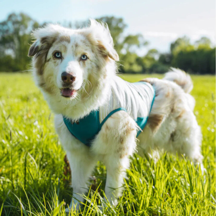 Non-stop Dogwear Chaleco Refrescante Pull-On Gris para perros, , large Imagen numero 2