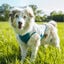 Non-stop Dogwear Chaleco Refrescante Pull-On Gris para perros, , large indicador imagen numero 2