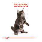 Royal Canin Kitten Maine Coon pienso para gatos, , large image number null