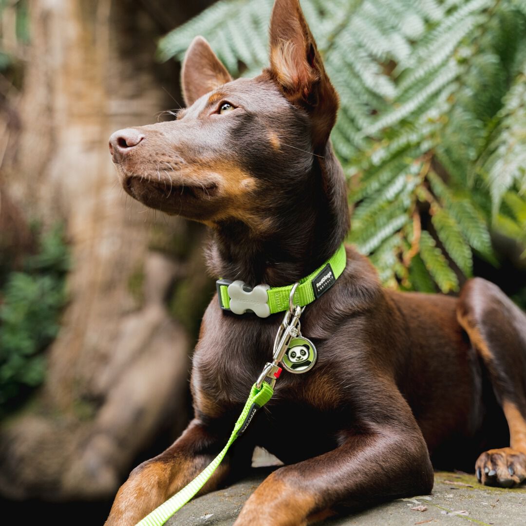 Placa identificativa Acero Inoxidable Esmalte Panda Verde para perros, , large Imagen numero 2