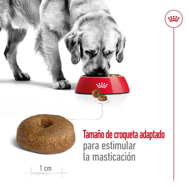 15 kg Royal Canin Maxi Ageing 8+ pienso para perros, , large Imagen numero 7