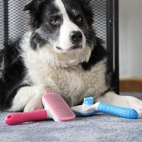 Cepillo para mascotas color Azul thumbnail