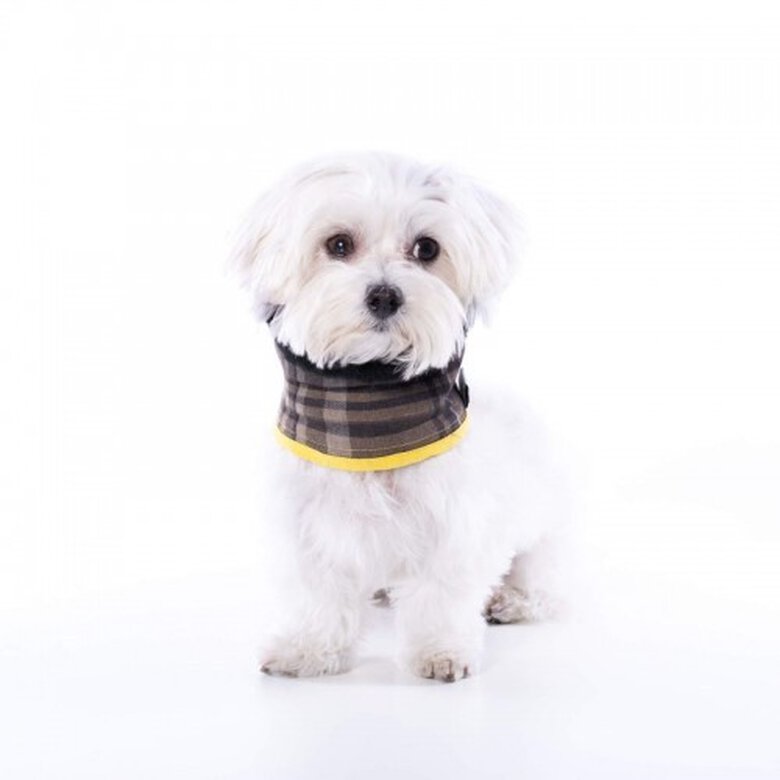 Cuello Uoamy para perros color Marrón Scott cuadros, , large image number null