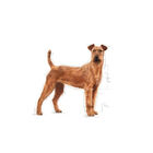 Royal Canin Medium Dental Care pienso para perros, , large image number null