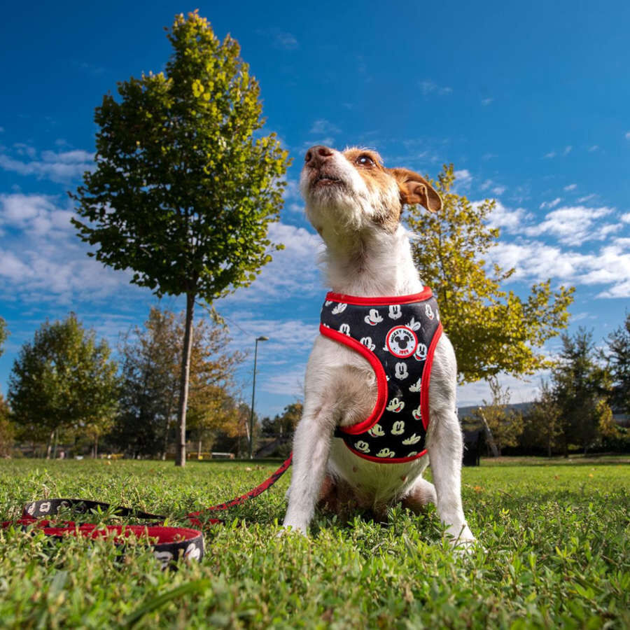 Disney Mickey Mouse Premium Arn&eacute;s reversible para perros, , large Imagen numero 4