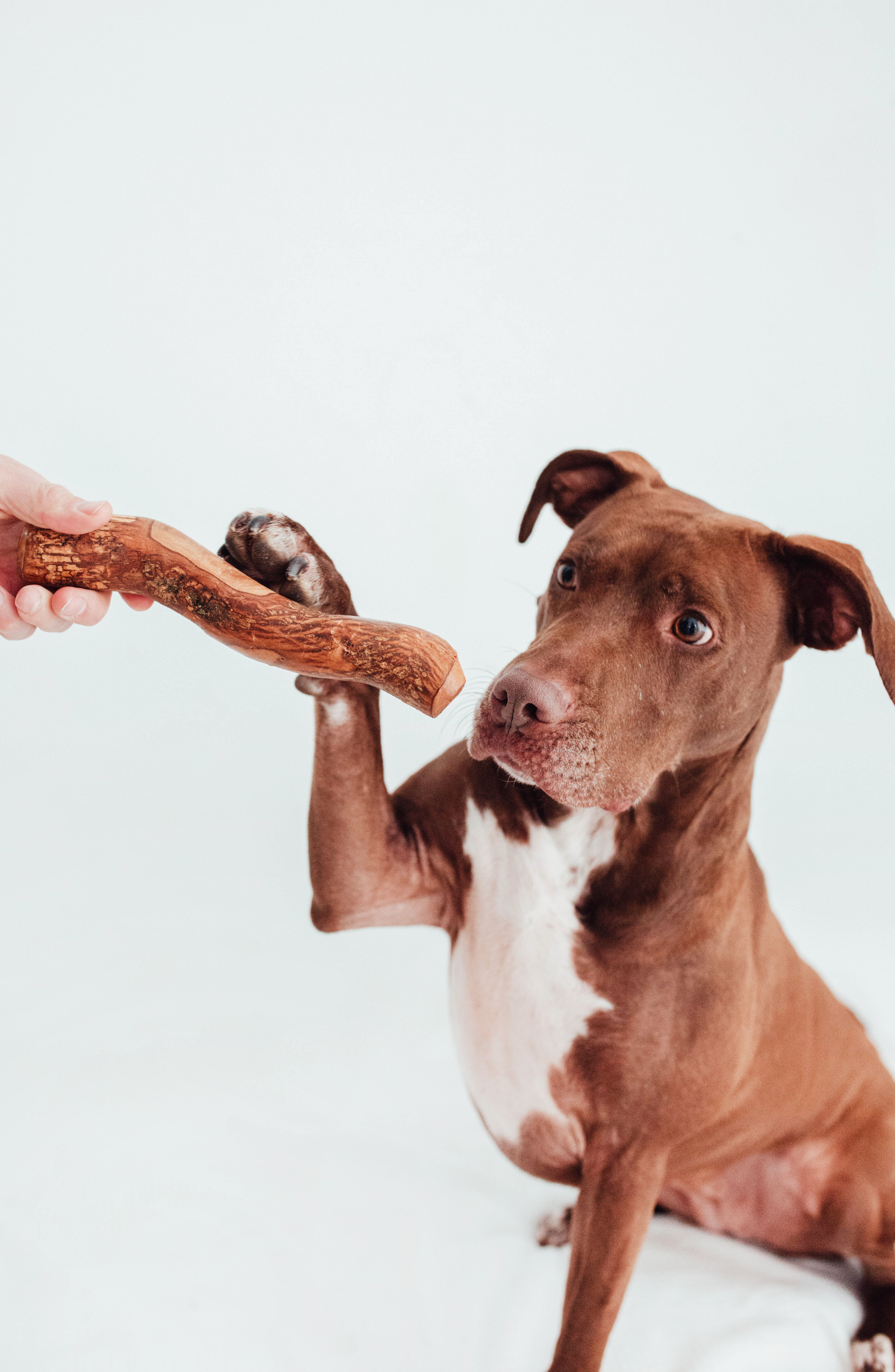 BIMORBOX Cachorros Medianos y Grandes – Pack Ahorro con Juguete, Mordedor de Olivo y Snacks Sin Aditivos thumbnail