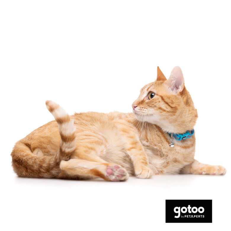 Gotoo Collar reflectante azul para gatos thumbnail
