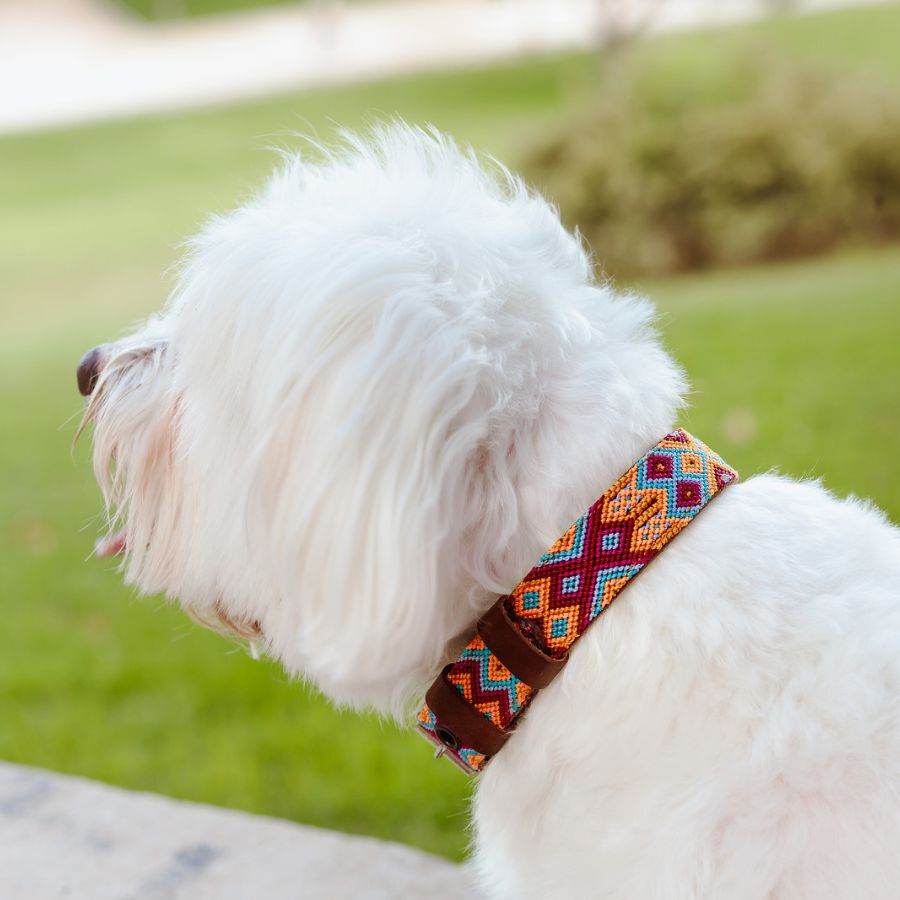 LOYAL COLLAR DE PIEL ARTESANAL TALLA M PARA PERROS, , large Imagen numero 4