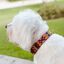 LOYAL COLLAR DE PIEL ARTESANAL TALLA M PARA PERROS, , large indicador imagen numero 4