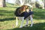 LOYAL ABRIGO AZUL TALLA M PARA PERROS, , large indicador imagen numero 5